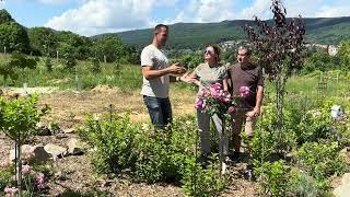 Hortenziákról beszélgettem Herold Ferenccel (bugás, cserjés, kerti..)