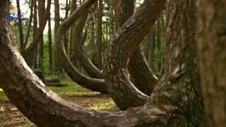 Poland’s Mysterious ‘Crooked Forest’ Is One Of Nature’s Great Mysteries