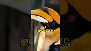 五種 珍稀的鳥  #科普 #知識 #動物 #tiktokanimals