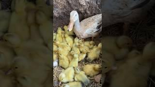 Amazing Pekin Ducklings Hatching From Eggs_Nee Baby Duck Cute cute Born#shorts #foryou #youtube