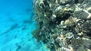 Red Sea white-spotted puffer (Arothron hispidus)