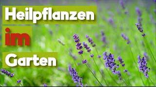 8 Heilende Pflanzen aus dem Garten!