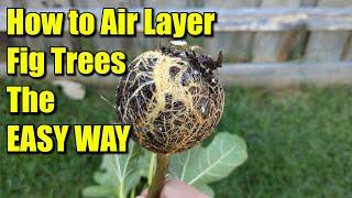 How to Air Layer Fig Trees The EASY WAY