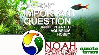 The MOST Important Question When Beginning the Planted Tank Hobby