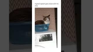 Jack would've survived if this was the capitan #funny #cat #catlover