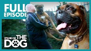 The Bouncing Boxer: Zulu | Full Episode | It's Me or the Dog