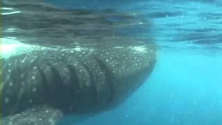 Pooping Whale Shark