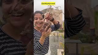 Bumper Onion  Harvest | Kya Pyaaz Khane Se Paap Lagta hai?