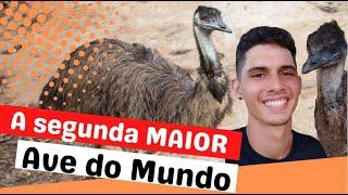 Conheça o EMU AUSTRALIANO, a ave que vai te Conquistar. ️