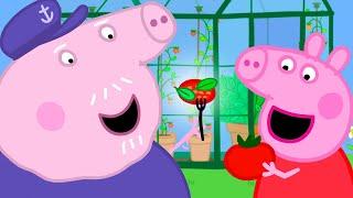 Leckere Tomaten anbauen | Peppa-Wutz Volle Episoden |