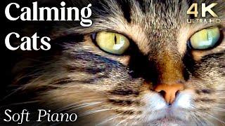 Cats 4K - Calming Cat Video TV Background with Calming Music to Reduce Stress