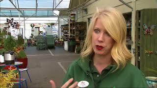 Pike Nurseries cold weather plants