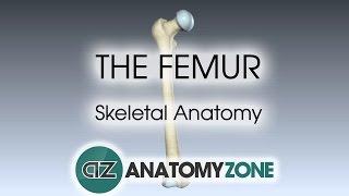 The Femur: Skeletal Anatomy