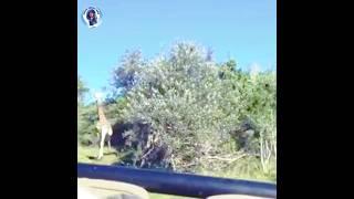 A tourist safari jeep is being chased by a giraffe which has scared the women and started screaming