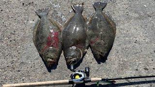 Halibut LIMITS from Shore with Live Bait and Lures