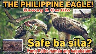 THE PHILIPPINE EAGLE- SAFE BA SILA? PANGANIB?PAGPAPALAYA SA KAGUBATAN NG LEYTE!! #DENR IN ACTION!!