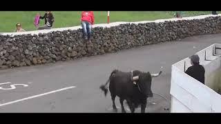 Funny video of crazy ox 2017