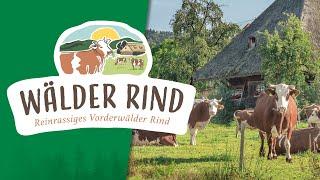 Das "Wälder Rind" | Im Schwarzwald zuhause!