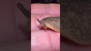 Would you KILL this slug?