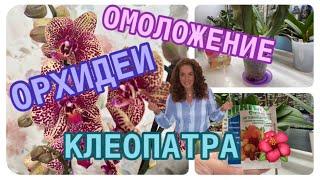 ОМОЛОЖЕНИЕ ОРХИДЕИ ФАЛЕНОПСИС 🪴 пересадка КРАСНОЙ КЛЕОПАТРЫ  #орхідеї #орхидеи #клеопатра