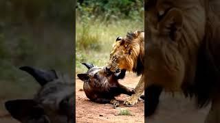 Lion pig  action funny short #youtubeshorts #animals #animalaction #shortvideo #funny