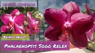 Накратко за: Фаленопсис Сого Релекс / Briefly about: Phalaenopsis Sogo Relex