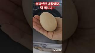 일타쌍피 대왕계란 #쌍알 #계란후라이 #행운