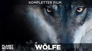 Wölfe | bildgewaltige Doku über das gefährliche Raubtier | ganzer Film in HD