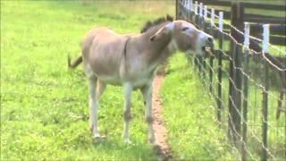 Chester the Donkey, Braying