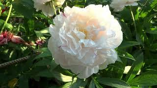 Peony UFA DAWNS  Review, Description, Flowering, Review