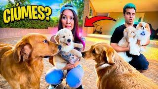 A REAÇÃO DOS CACHORROS COM O FILHOTE ! - Vida de Maloucos #3