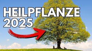 Linde ist völlig unterschätzt! Wirkung & Anwendung der Heilpflanze des Jahres 2025