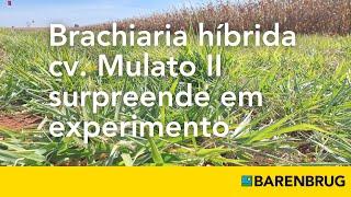 Brachiaria híbrida cv. Mulato II surpreende em experimento no Instituto Federal Goiano