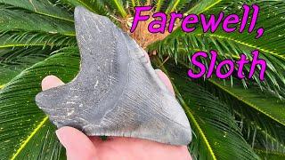 Last Megalodon Tooth Dig at Sloth Party