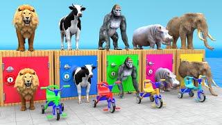 Cow Elephant Lion Gorilla Hippo 3d Animal Long Slide Game Funny 3d Paint Animals Cage Game