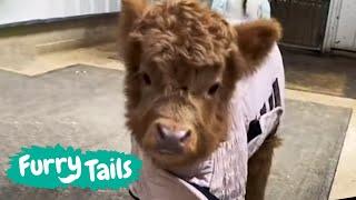 Mini cows explore massive barn 