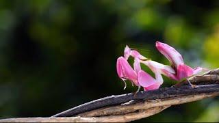 The Most Beautiful Praying Mantises