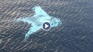 Drone Captures Huge White Manta Ray