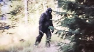 Bigfoot Caught on Camera? Sightings The Government Wanted Classified