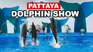 Dolphin Shows And Swimming With Dolphins In Pattaya Thailand | Dolphinarium Pattaya 