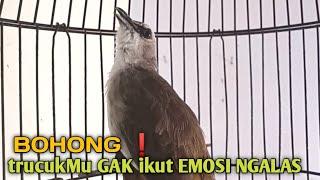 Trucuk BETINA memanggil Jantan Suara Birahi Ngecuplik 100% pancingan trucukan gacor agar BUNYI EMOSI