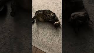 What’s he doing? #cat #catlover #shorts #shortsviral #funny #funnyvideo #cats