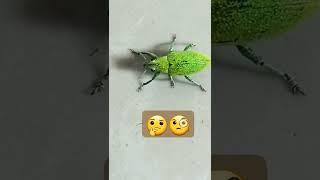 32.Geen weevil - April 25, 2022