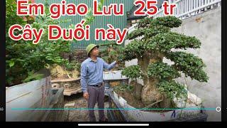 Thăm vườn duối khủng nhất Lục ngạn Bắc Giang báo giá lần lượt từng tác phẩm 094 5298002