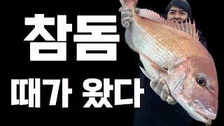 참돔 타이라바의 시즌이 돌아왔습니다. (초보자를 위한 처음부터 끝까지)