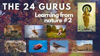 The 24 Gurus - Learning from Nature (part 2)