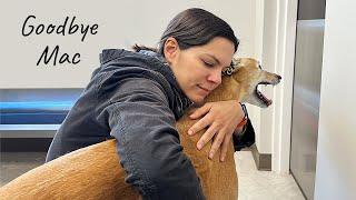 I was afraid of this moment when I adopted my greyhound