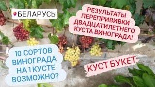 "Куст букет"  Винограда. Агата, Роза красная, Гран при, Солнышко, Борисфен, Дынька, Прерия.