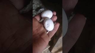 kabutar magical growth video ️||attitude level #viral#youtube#status#trending#shorte#kabootar