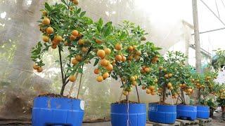 Method of growing kumquat and lemon from branches at home for lots of fruit